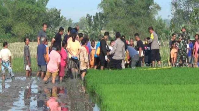 Pencari Belut di Ngawi Tergeletak di Sawah, Diduga Tersengat Jebakan Tikus