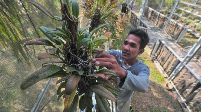 Anggota Gerakan Muarojambi Bersakat merawat tanaman anggrek hutan yang diselamatkan di Rumah Bayang Taman Sakat Lebung Panjang, Jambi Tulo, Maro Sebo, Muarojambi, Jambi, Minggu (27/11/2022). [ANTARA FOTO/Wahdi Septiawan/aww]