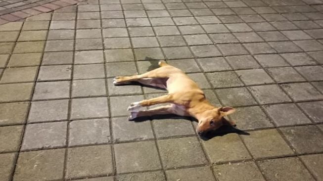 Tembak Hingga Sabet Anjing Di Jimbaran Pakai Golok, Fajar Ngaku Betisnya Digigit