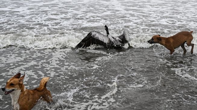 Anjing melewati burung pelikan yang diduga sakit flu burung H5N1 di sebuah pantai di Lima, Peru, Kamis (1/12/2022). [Ernesto BENAVIDES / AFP]
