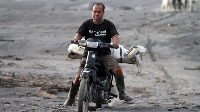 Warga mengevakuasi kambing di kawasan yang sempat disapu awan panas guguran (APG) Gunung Semeru di Dusun Kajar Kuning, Desa Sumberwuluh, Lumajang, Jawa Timur, Senin (5/12/2022). . ANTARA FOTO/Umarul Faruq/nym.