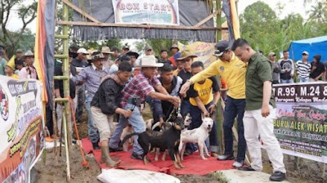 Bupati Safaruddin Buka Alek Buru Babi di Sungai Talang