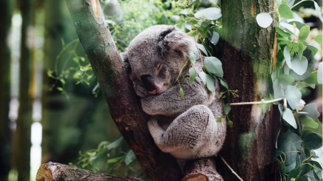 3 Fakta Unik Koala, Hewan Lucu Asal Australia