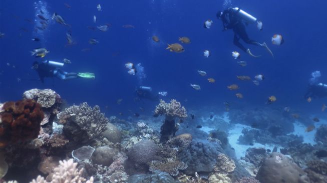 Wisatawan didampingi pegiat Wakatobi Dive Trip menikmati keindahan bawah laut di Pulau Tomia, Wakatobi, Sulawesi Tenggara, Rabu (7/12/2022). [ANTARA FOTO/Jojon/aww]