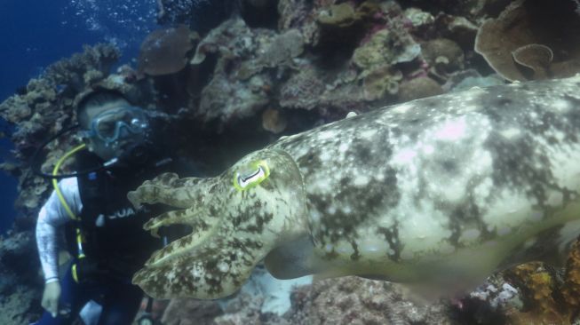 Mengintip Keindahan Bawah Laut Wakatobi 3108