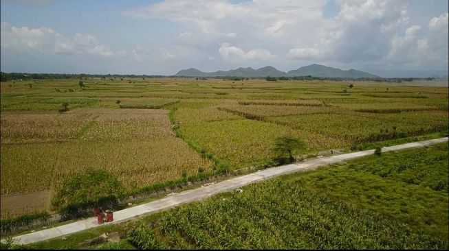 Jalan Usaha Tani Mudahkan Petani di Jember Mengakses Lahan Pertanian