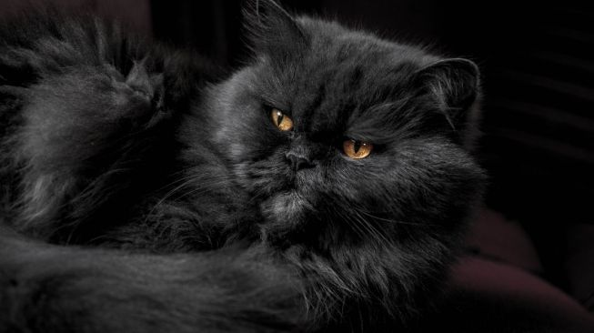 3 Fakta Unik Kucing Persia, Tidak Selalu Berhidung Pesek!