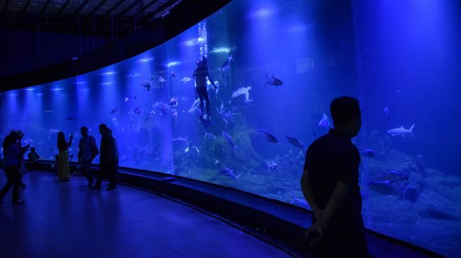 Pengunjung melihat biota laut di Aquarium Indonesia Pangandaran, Kabupaten Pangandaran, Jawa Barat, Sabtu (18/12/2022). [ANTARA FOTO/Adeng Bustomi/hp]