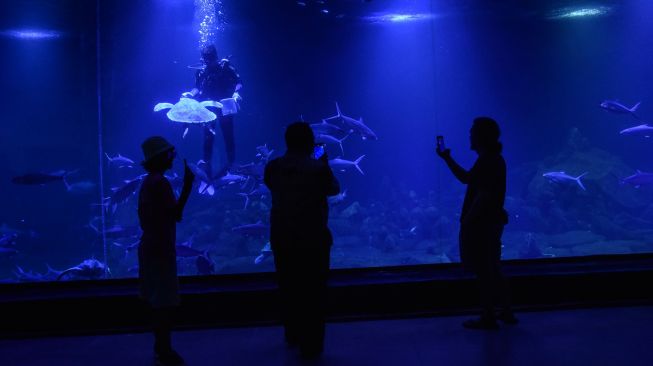 Pengunjung melihat biota laut di Aquarium Indonesia Pangandaran, Kabupaten Pangandaran, Jawa Barat, Sabtu (18/12/2022). [ANTARA FOTO/Adeng Bustomi/hp