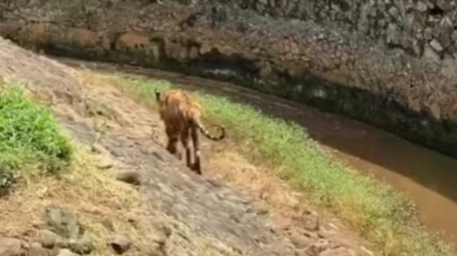 Heboh Video Harimau Ragunan Kurus, Publik Singgung Ladang Penyiksaan