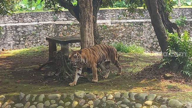 Bukan Kurang Makan, Juve Harimau Benggala di Ragunan Kurus karena Displasia Pinggul