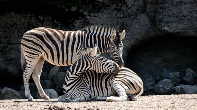 Apakah Bisa Beli Tiket Ragunan Langsung? Tak Usah Bingung, Ini Syarat dan Caranya