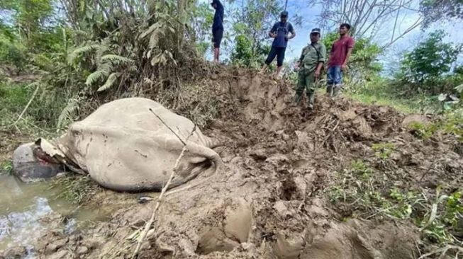 Seekor Gajah Jinak Mati di Aceh Timur Gegara Diserang Gajah Liar