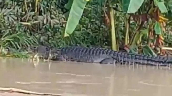 Warga Indragiri Hilir Hilang usai Diterkam Buaya