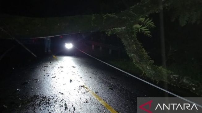 Pohon Besar Tumbang Tutup Ruas Jalan Nasional Penghubung Sukabumi - Lebak Banten