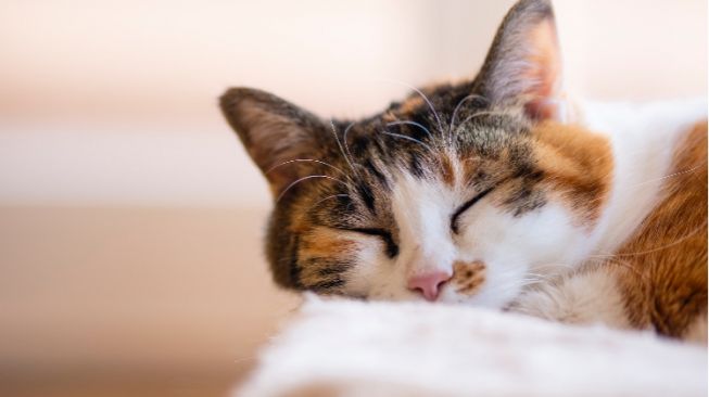 Fakta Kucing Belang Tiga, Salah Satunya Sebagai Pembawa Keberuntungan