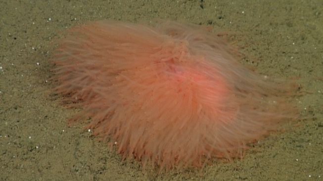 Cacing spageti bercahaya. [Mbari.org]