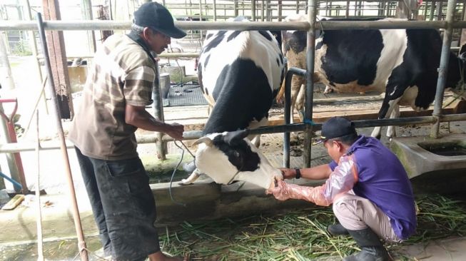 Cegah Wabah PMK di Boyolali, Butuh Penanganan Medis dan Vaksinasi Untuk Ternak Sapi