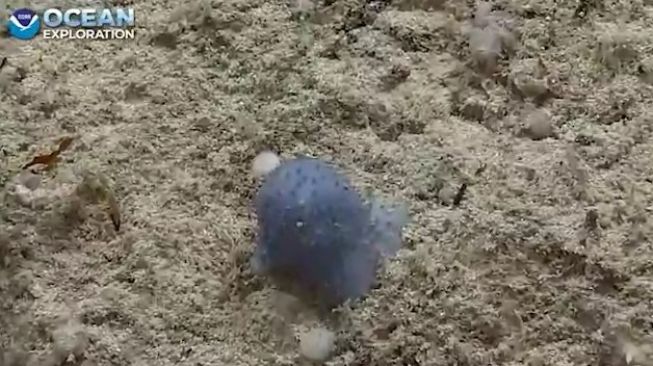 Blue Goo (Cairan Biru Misterius). [Mbari.org]