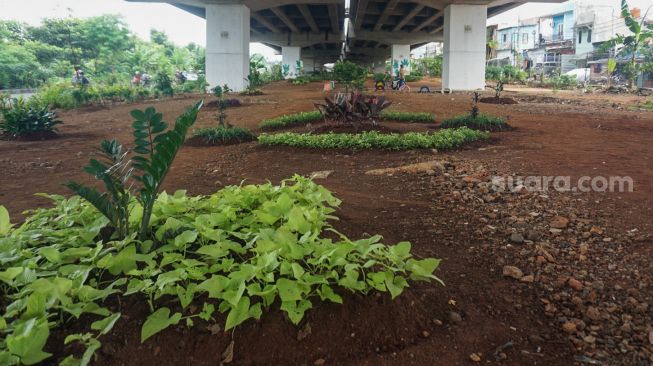 Tanaman di Kolong Tol Becakayu, Kalimalang, Jakarta Timur, Selasa (3/1/2023). [Suara.com/Alfian Winanto]