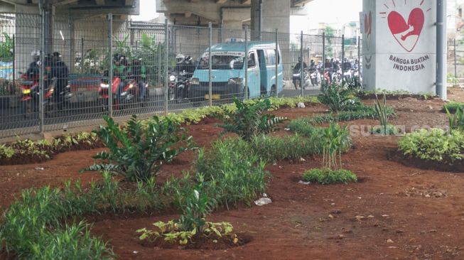 Tanaman di Kolong Tol Becakayu, Kalimalang, Jakarta Timur, Selasa (3/1/2023). [Suara.com/Alfian Winanto]