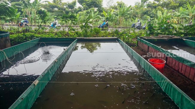 Penampakan kolam ikan yang ada di sebuah taman yang ada di Kolong Tol Becakayu, Kalimalang, Jakarta Timur, Selasa (3/1/2023). [Suara.com/Alfian Winanto]