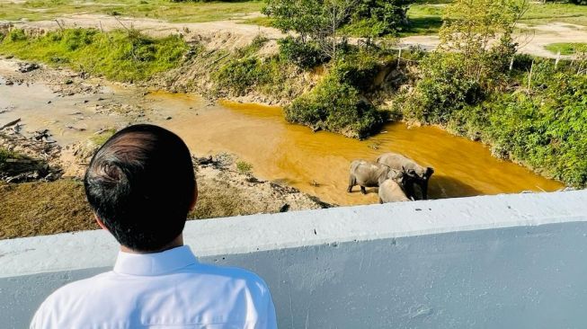 Presiden Joko Widodo atau Jokowi melihat gajah-gajah berjalan di bawah ruas tol Pekanbaru-Dumai atau tepatnya di KM 12. [Foto: Laily Rachev - Biro Pers Sekretariat Presiden]