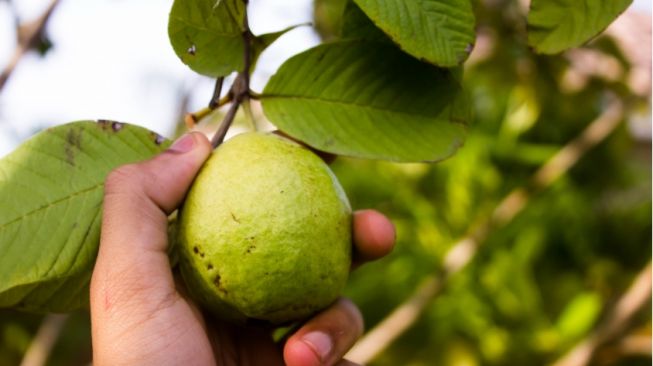 3 Fakta Makan Jambu Biji saat Hamil, Benarkah Bisa Mempengaruhi Janin?