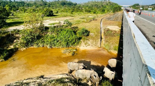 Ada Terowong Gajah di Jalan Tol Pekanbaru-Dumai