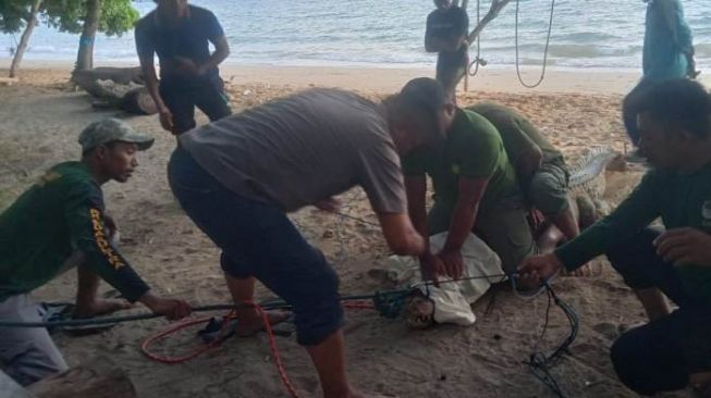 Buaya Muara 2,5 Meter Masuk Perangkap Ikan di Konawe Selatan