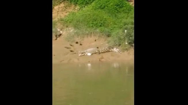 Heboh! Ada Buaya di Kali Bekasi, Ini Kata Warga