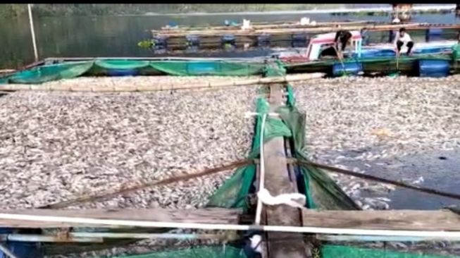 Volume Ikan Mati di Danau Ranau Terus Bertambah, Diperkirakan Sudah Mencapai 250 Ton