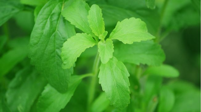 5 Manfaat Daun Stevia untuk Kesehatan Tubuh, Cocok Buat Kamu yang Lagi Diet