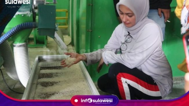 Surplus Beras di Kabupaten Luwu Utara Mencapai 93.474 Ton