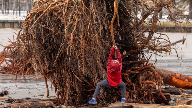 Seorang anak bergelantungan di akar pohon yang tersapu ke laut oleh badai dahsyat dan terdampar di pantai Capitola, California, Amerika Serikat Minggu (15/1/2023). [DAVID MCNEW / AFP]