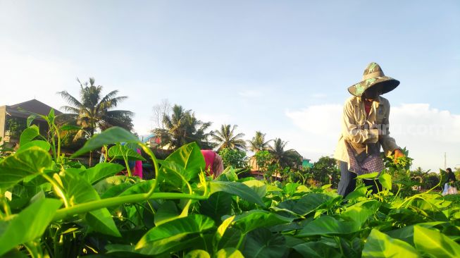 Subsidi Pupuk Dicabut, Petani Kangkung Balikpapan: Mungkin Pemerintah Tidak Suka Makan Sayur!