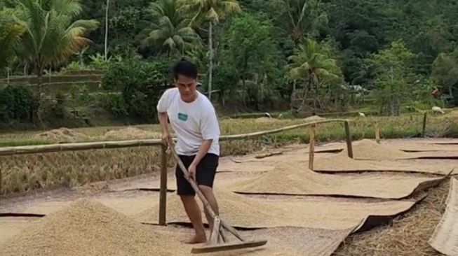 Potret Endang Mulyana Ayah Lesti Kejora Menjemur Padi (Instagram/@ayah_kejora)