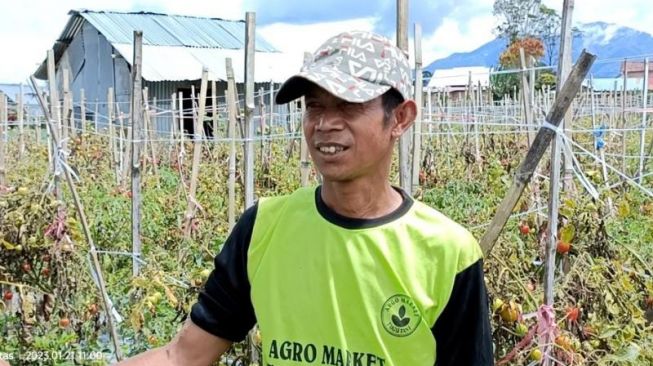Viral Petani di Lampung Barat Lempar Ratusan Kilogram Tomat ke Jurang, Kesal Harga Tomat Anjlok