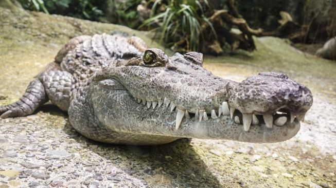 Nelayan Tewas Diterkam Buaya di Sungai Rokan, Ini Kronologinya