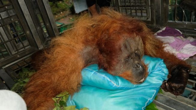 Usai Masuk ke Pemukiman Warga, Orang Utan di Karo Mati dengan Kondisi Tulang Punggung Retak