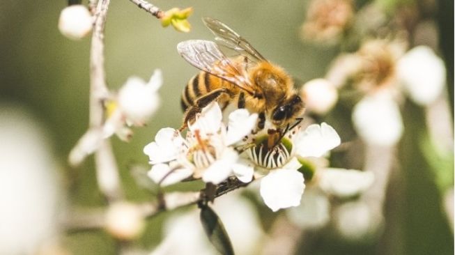 Berbeda dari Madu Biasa, Ini Keunggulan dan Manfaat Madu Manuka bagi Kesehatan