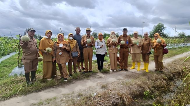 Poktan Mekar Jaya Lestari di Banjarbaru Panen 2,5 Ton Buah Melon