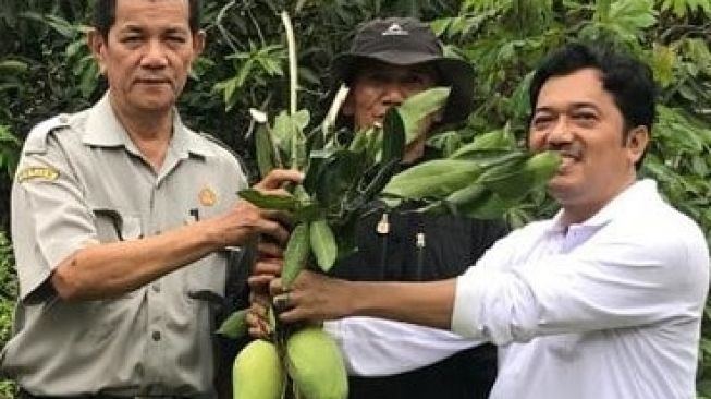 Mengenal Mangga Dalban Daram Buah Khas Orang Bekasi, Seperti Apa Rasanya?