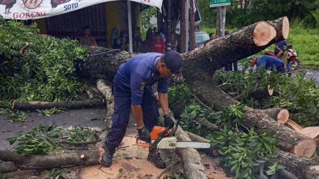 Pohon Trembesi Tumbang Timpa Mobil di Malang, Lalu Lintas Sempat Terganggu