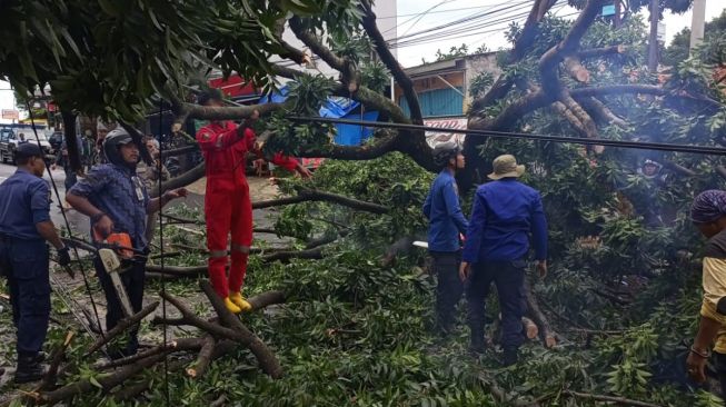 Dua Orang Pemotor Tertimpa Pohon di Jalan Cileungsi - Jonggol