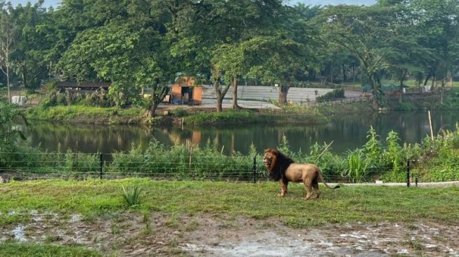 Keren! Solo Safari Buka Ruang Interaksi Pengunjung dengan Satwa