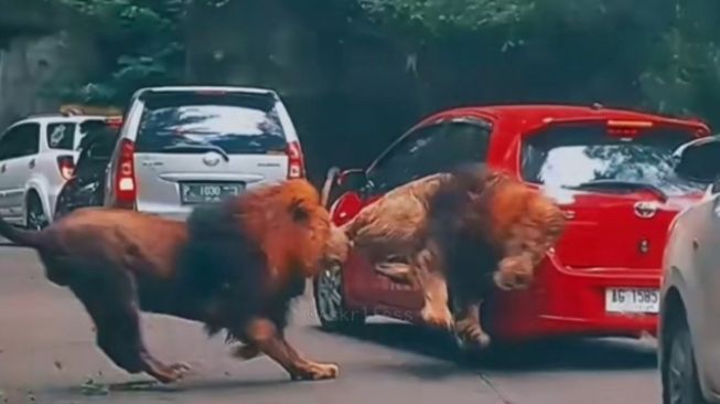 2 Singa Berkelahi Tabrak Mobil Pengunjung di Taman Safari Prigen Sampai Penyok