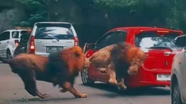 Pemilik Mobil yang Ditabrak Singa di Taman Safari Bagikan Detik-Detik Kepanikan, Responsnya Curi Perhatian