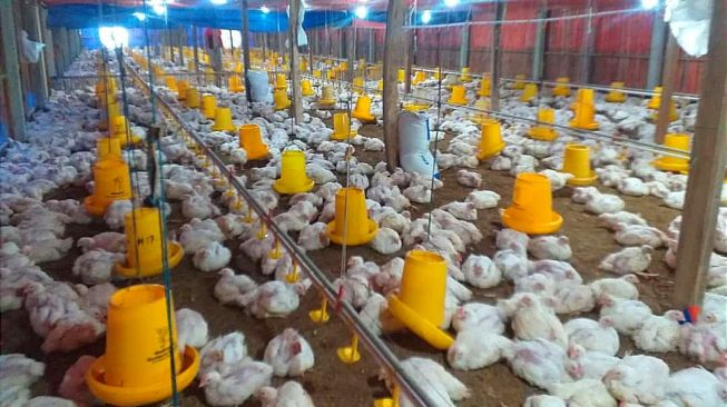 PPI Konsisten Serap Ayam Hidup Peternak