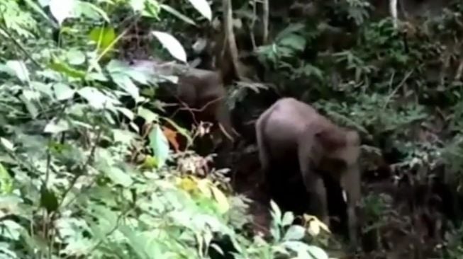 Diserang Gajah Liar, Warga Pelalawan Dilarikan ke Rumah Sakit